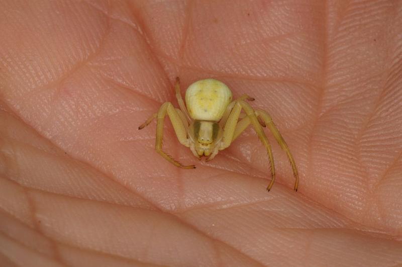 Misumena_vatia_D6081_Z_85_Les Gris_Frankrijk.jpg